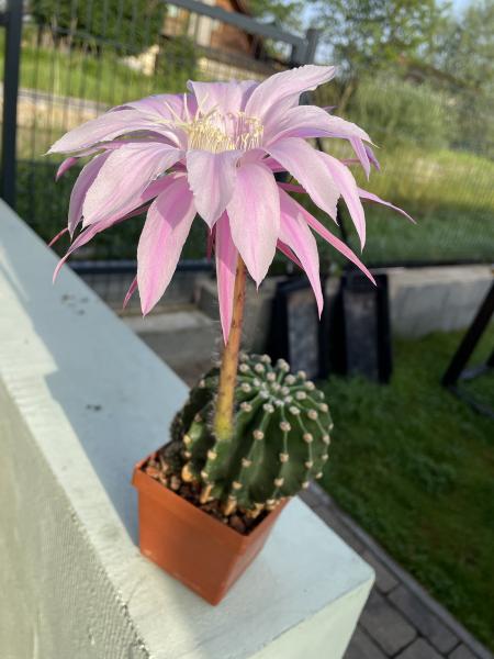 Echinopsis daydream lila